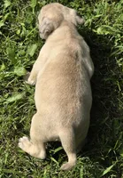 Lucy M3, a male Pug for sale in Upland, IN – 2 of 6