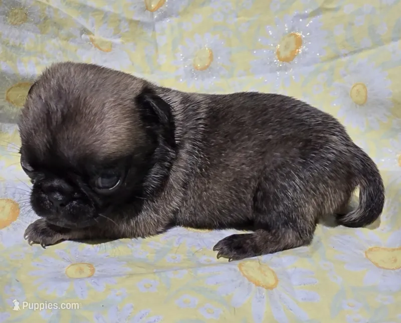 Olive F3 – Pug puppy for sale in Upland, IN