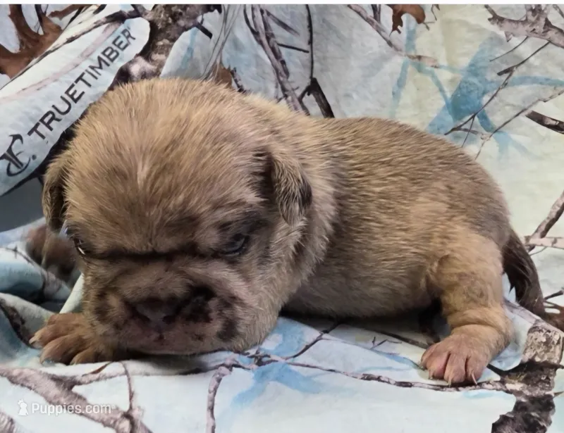 Lucy M3, a male Pug for sale in Upland, IN – 1 of 4
