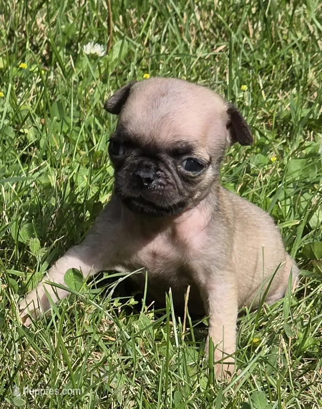 Darci F2 – Pug puppy for sale in Upland, IN