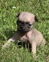Darci F2, a female Pug for sale in Upland, IN – 2 of 6