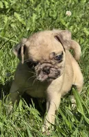 Lucy M2, a male Pug for sale in Upland, IN – 2 of 7