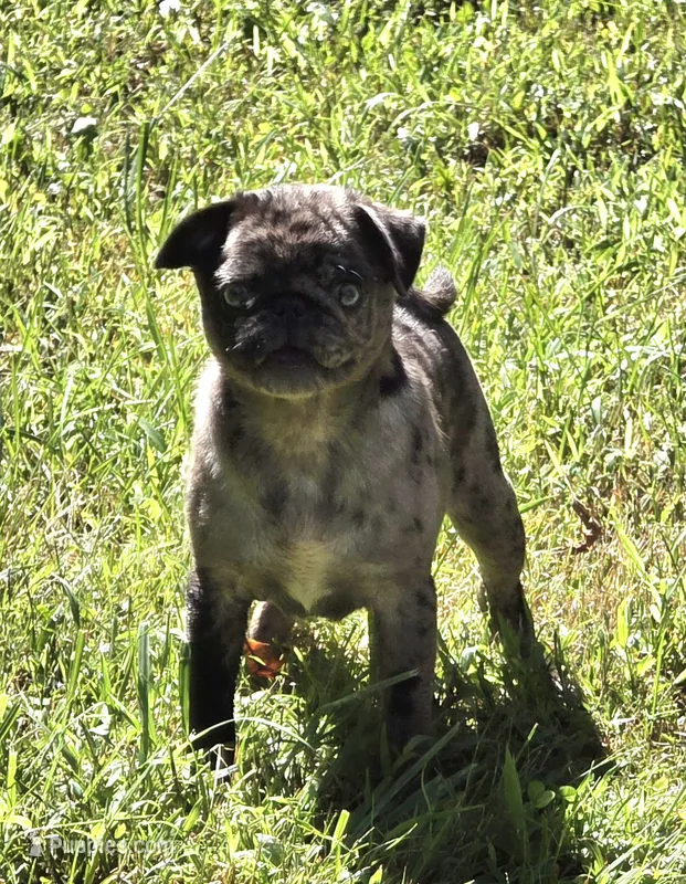 Navy F3 – Pug puppy for sale in Upland, IN