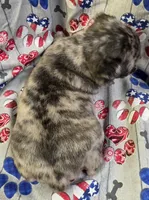 Elvira F1, a female Pug for sale in Upland, IN – 2 of 8