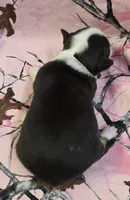 Tara F1, a female Chihuahua for sale in Upland, IN – Photo 2 of 4