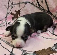 Tara F1, a female Chihuahua for sale in Upland, IN – Photo 1 of 4