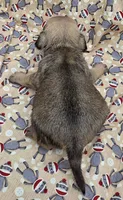 Darci M2, a male Pug for sale in Upland, IN – 2 of 4