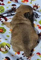 Olive M2, a male Pug for sale in Upland, IN – 2 of 6