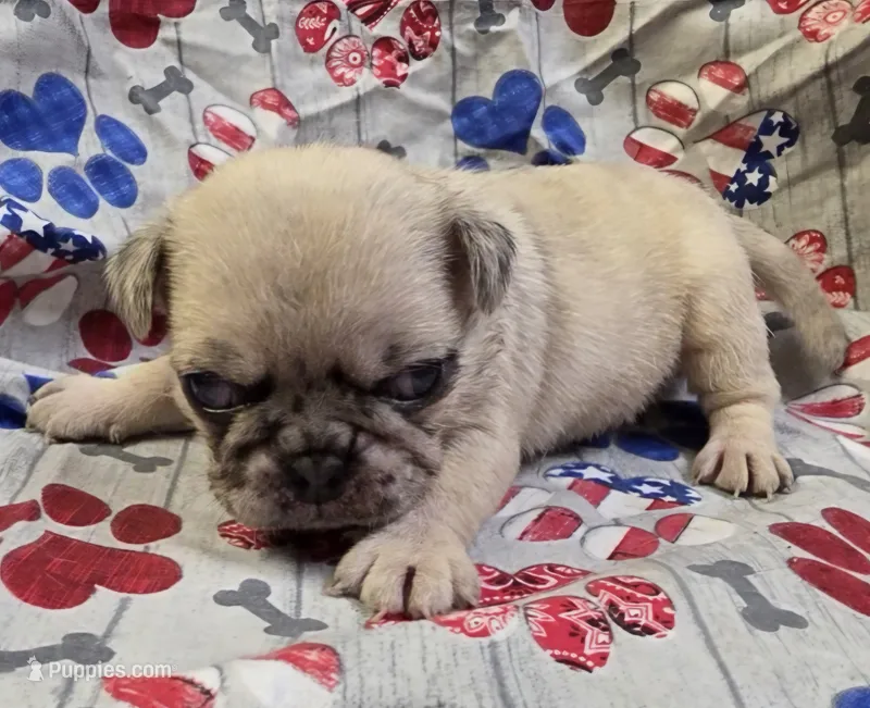 Elvira F2 – Pug puppy for sale in Upland, IN