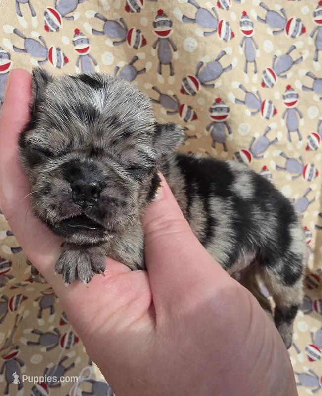Navy M3 – Pug puppy for sale in Upland, IN