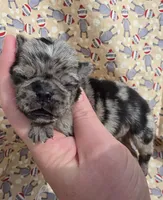Navy M3, a male Pug for sale in Upland, IN – 1 of 4