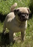 Lucy M2, a male Pug for sale in Upland, IN – 3 of 10