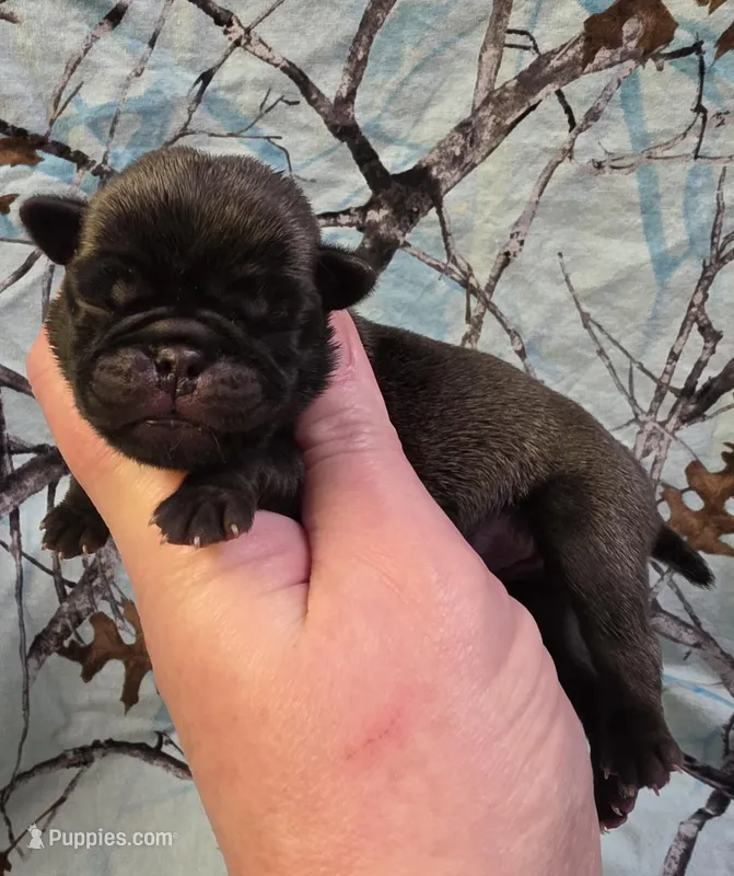 Elvira M3 – Pug puppy on hold in Upland, IN