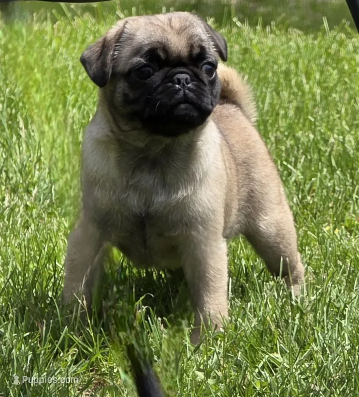 Reece F1 – Pug puppy for sale in Upland, IN