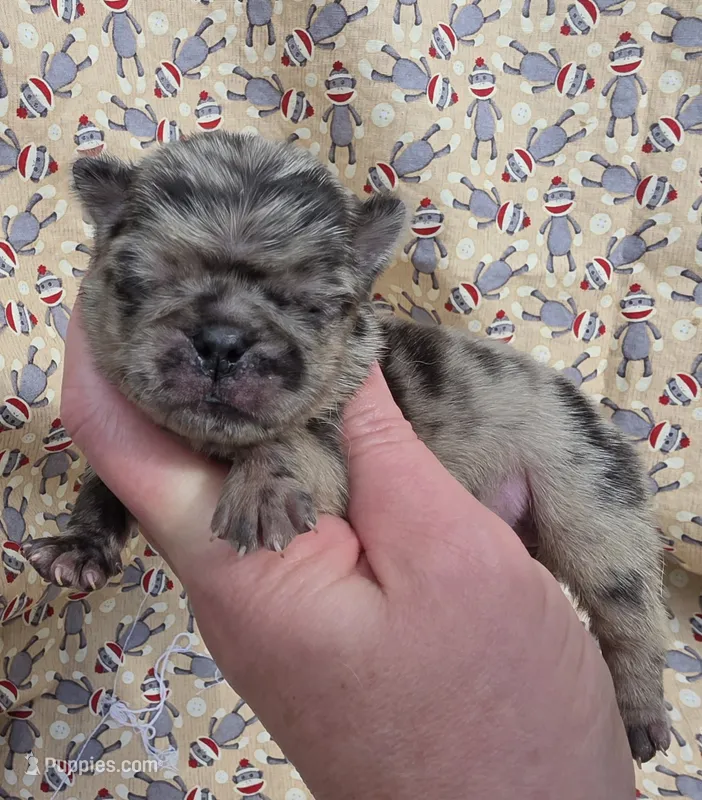 Navy F2 – Pug puppy for sale in Upland, IN