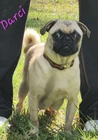 Darci M2, a male Pug for sale in Upland, IN – 3 of 4