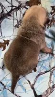 Taylor M2, a male Pug for sale in Upland, IN – 2 of 4