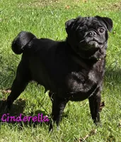 Cinderella F3, a female Pug for sale in Upland, IN – 3 of 4