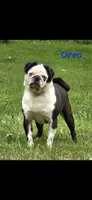 Minnie F1, a female Pug for sale in Upland, IN – 3 of 4