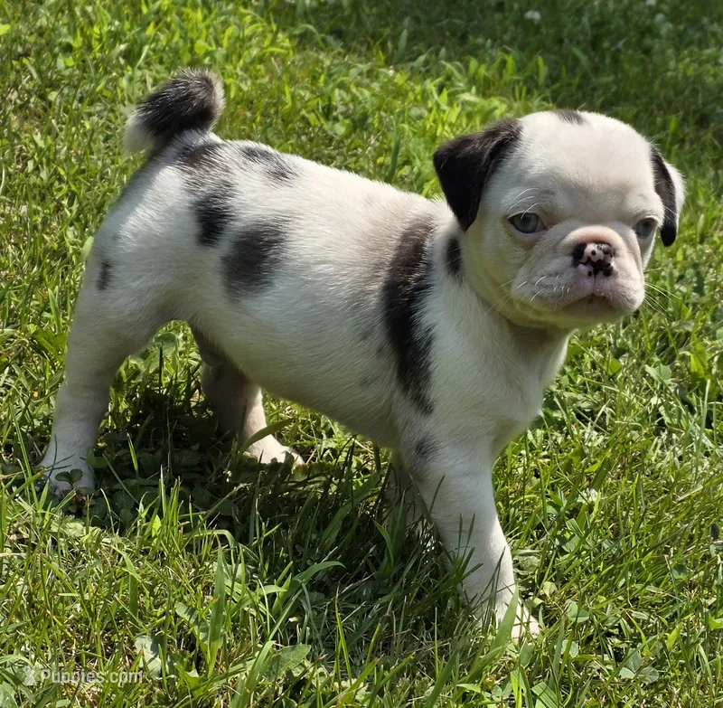 Navy M1 – Pug puppy for sale in Upland, IN
