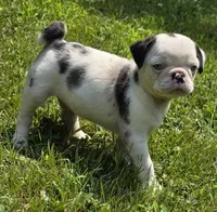 Navy M1, a male Pug for sale in Upland, IN – 1 of 7