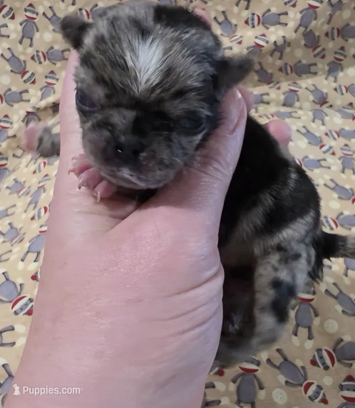 Navy F4 – Pug puppy for sale in Upland, IN