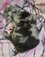 Lucy F2, a female Pug for sale in Upland, IN – 2 of 4