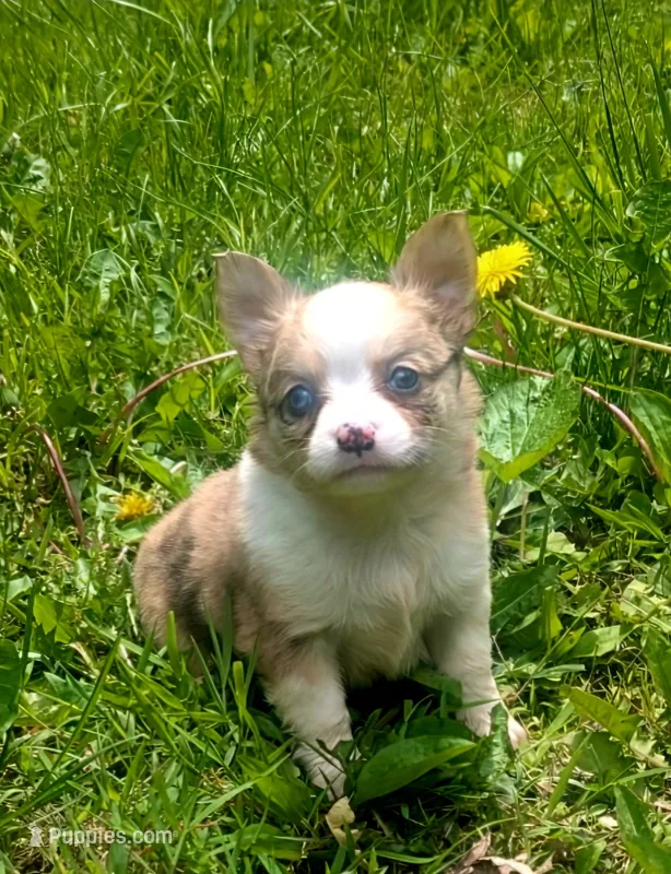 Nilly F4 – Chihuahua puppy for sale in Upland, IN
