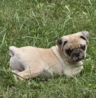 Lucy M2, a male Pug for sale in Upland, IN – 2 of 10