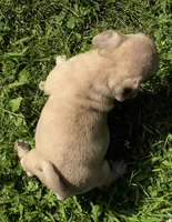 Lucy M2, a male Pug for sale in Upland, IN – 3 of 7