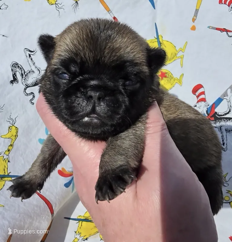 Olive F4 – Pug puppy for sale in Upland, IN