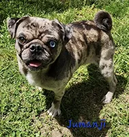 Cinderella F2, a female Pug for sale in Upland, IN – 4 of 4