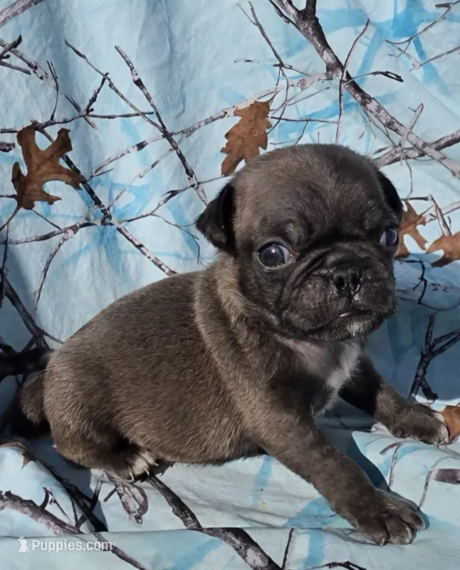 Cinderella M3 – Pug puppy for sale in Upland, IN