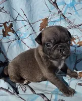 Cinderella M3, a male Pug for sale in Upland, IN – 1 of 4