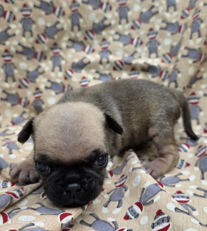 Darci F4 – Pug puppy for sale in Upland, IN