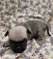 Darci F4, a female Pug for sale in Upland, IN – 1 of 4