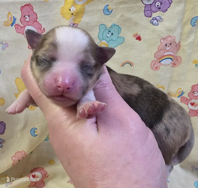 Nilly F4 – Chihuahua puppy on hold in Upland, IN