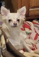 Nilly F4, a female Chihuahua for sale in Upland, IN – Photo 3 of 4