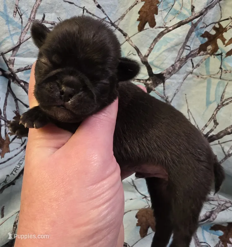 Yeti M2 – Pug puppy for sale in Upland, IN