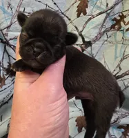 Yeti M2, a male Pug for sale in Upland, IN – 1 of 4