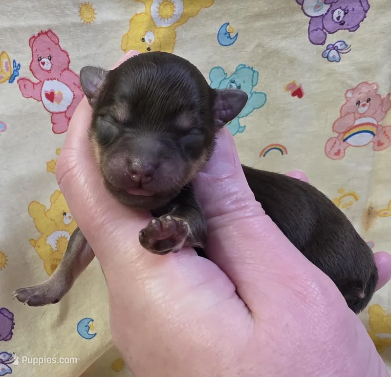 Nikki F1 – Chihuahua puppy for sale in Upland, IN