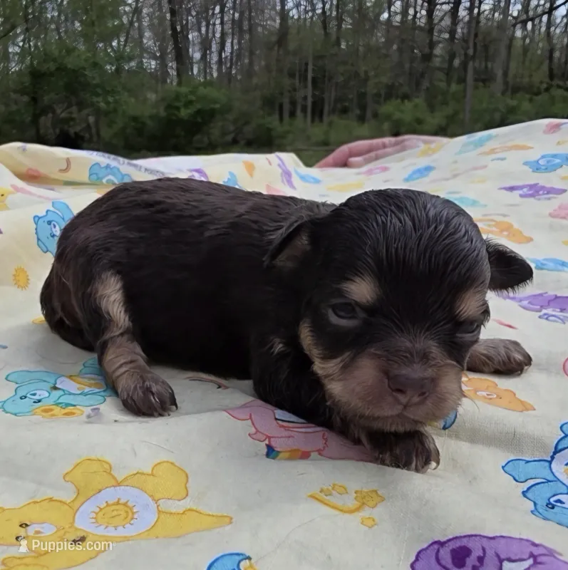 Nikki F1 – Chihuahua puppy on hold in Upland, IN