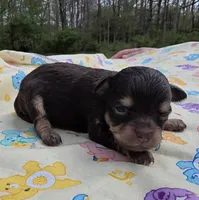 Nikki F1, a female Chihuahua for sale in Upland, IN – 1 of 5