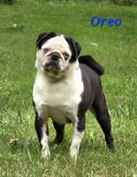Aili M1, a male Pug for sale in Upland, IN – Photo 3 of 4