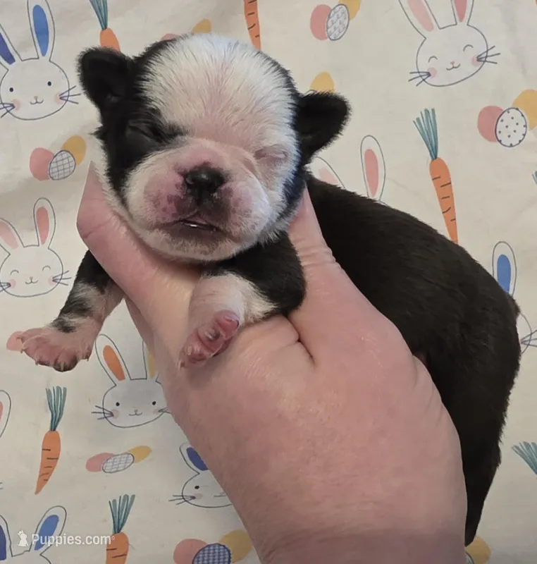 Aili M1 – Pug puppy for sale in Upland, IN