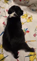 Minnie F1, a female Pug for sale in Upland, IN – 2 of 4