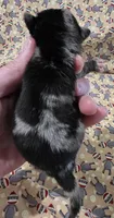 Navy F4, a female Pug for sale in Upland, IN – 2 of 4