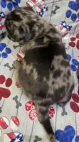Elvira M1, a male Pug for sale in Upland, IN – 2 of 8