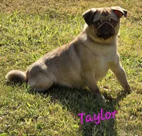 Taylor F1, a female Pug for sale in Upland, IN – 4 of 4
