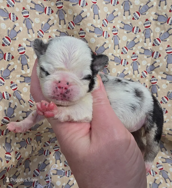 Navy F1 – Pug puppy for sale in Upland, IN